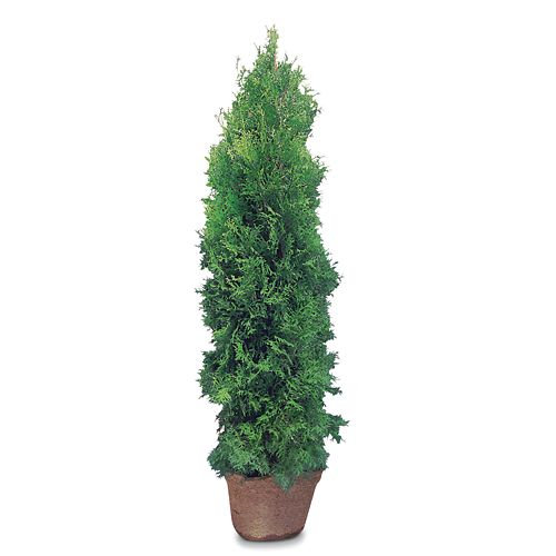 Trees & Shrubs | The Home Depot Canada