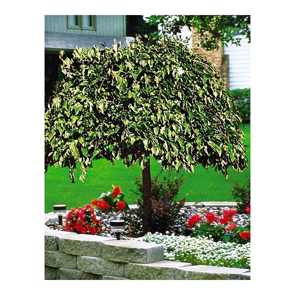 Fruit Trees For Sale Canada : 1 : Lewis hardy fruit trees is a retail nursery located in greater sudbury ontario.