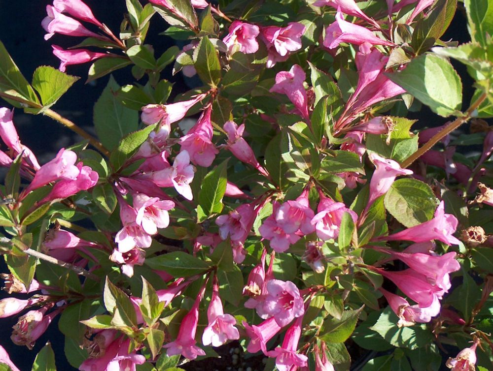 Landscape Basics No. 2 Potted Weigela (Assorted) | The Home Depot Canada