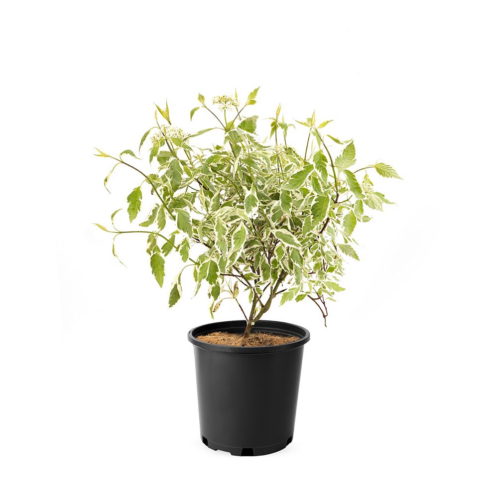 Cornus 8 Inch Silvered Dogwood Shrub The Home Depot Canada