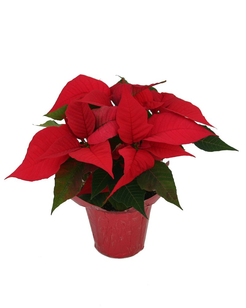 Poinsettia Potted Poinsettia | The Home Depot Canada