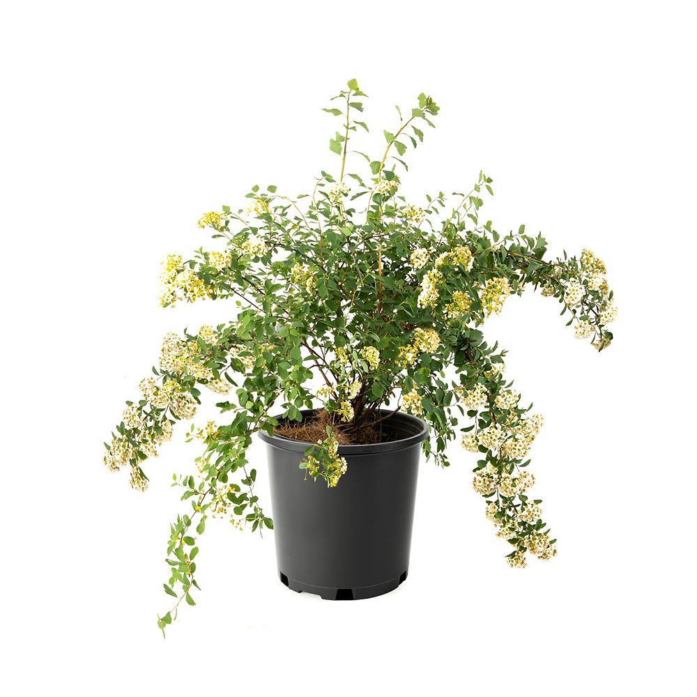 Landscape Basics 7 5l 2 Gal Spirea Bridal Wreath The Home Depot Canada