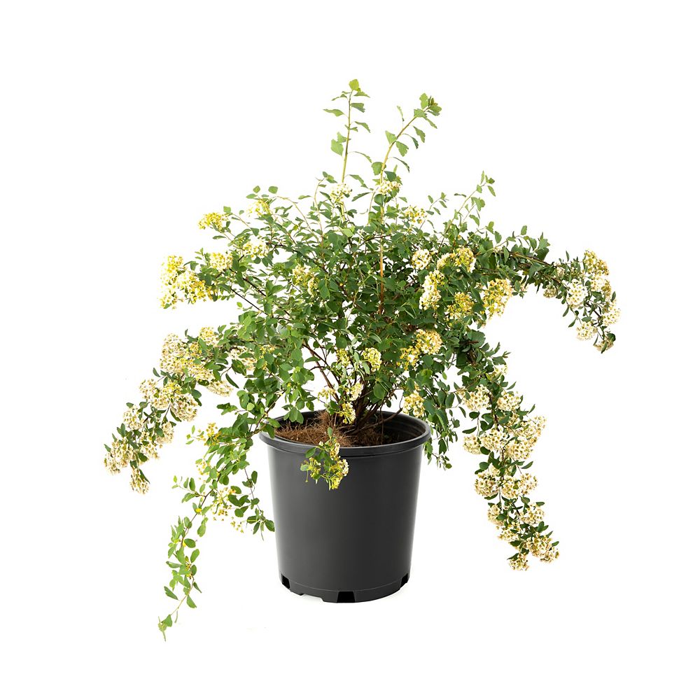 Landscape Basics 7 5l 2 Gal Spirea Bridal Wreath The Home Depot Canada Landscape Basics 7 5l 2 Gal Spirea Bridal Wreath The Home Depot Canada