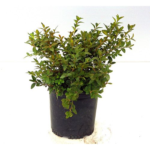 Shrubs Trees & Shrubs The Home Depot Canada