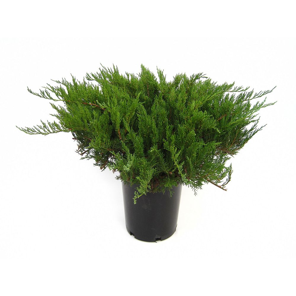 Landscape Basics Juniper Assorted 1 Pot The Home Depot Canada