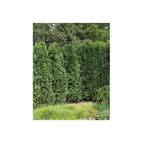 Trees Trees & Shrubs The Home Depot Canada