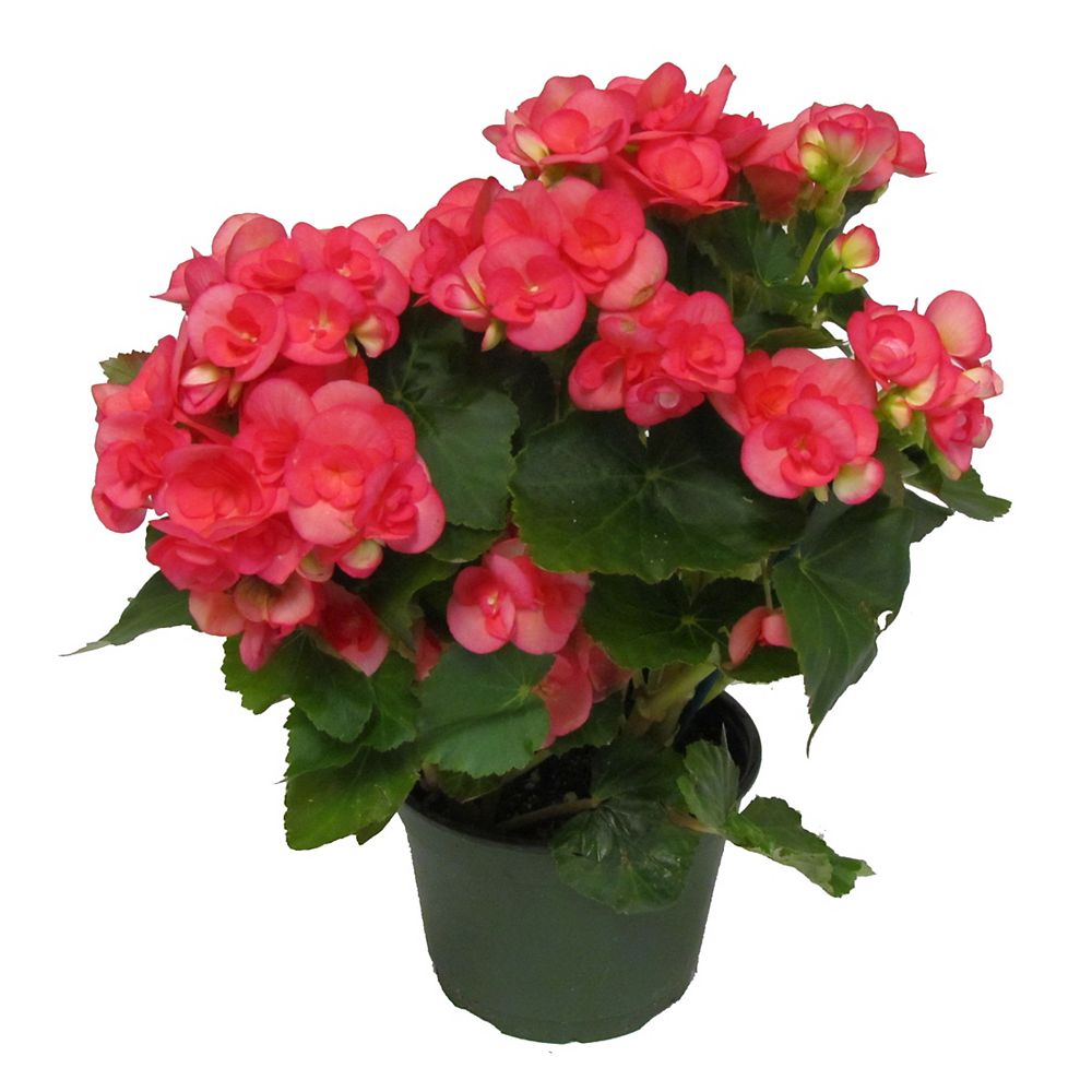 Landscape Basics 6inch Begonia Reiger The Home Depot Canada