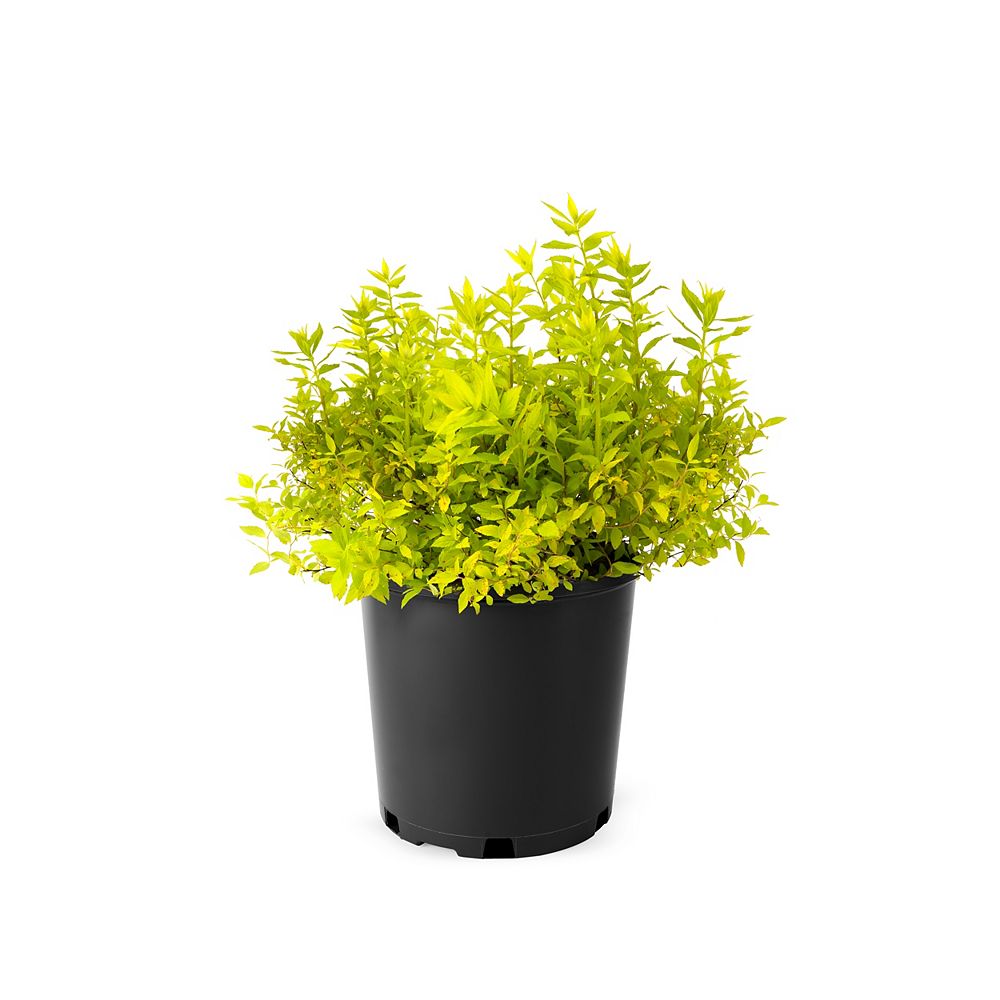 Landscape Basics 7 5l Spirea Goldmound Spirea Flowering Shrub The Home Depot Canada