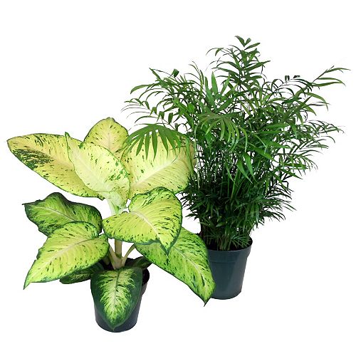 Indoor Plants Plants, Trees & Flowers The Home Depot Canada