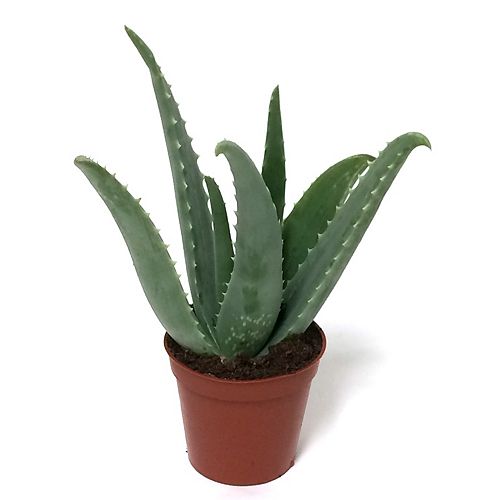 Landscape Basics 6-inch Coral Cactus | The Home Depot Canada