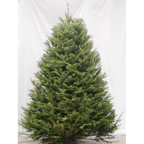 Christmas Tree 6-7 ft.