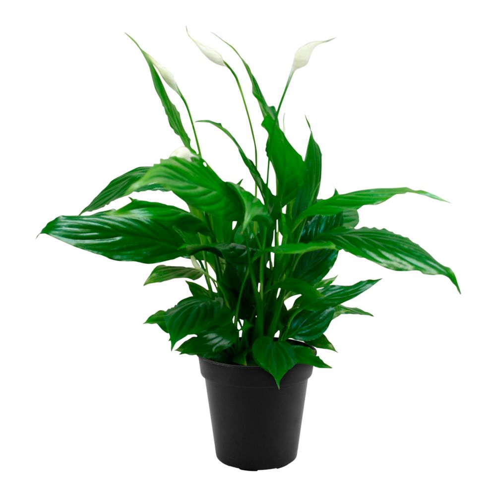 Landscape Basics Peace Lily 4 inch | The Home Depot Canada