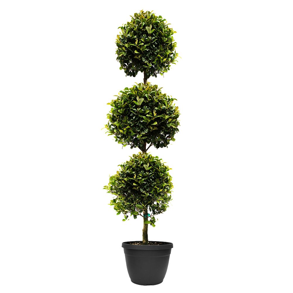 Rainbow Eugenia Topiary 3 Balls, 10 Inch 