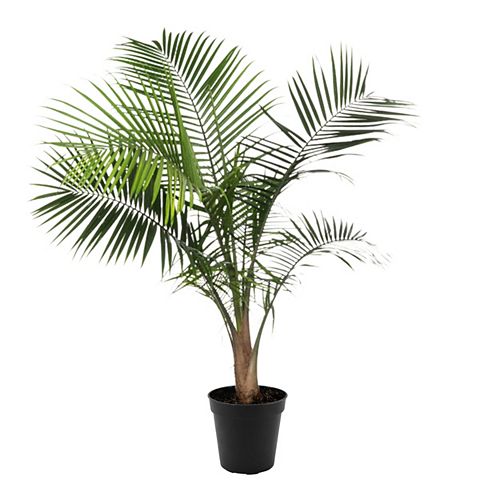 Indoor Plants - Plants, Trees & Flowers | The Home Depot Canada