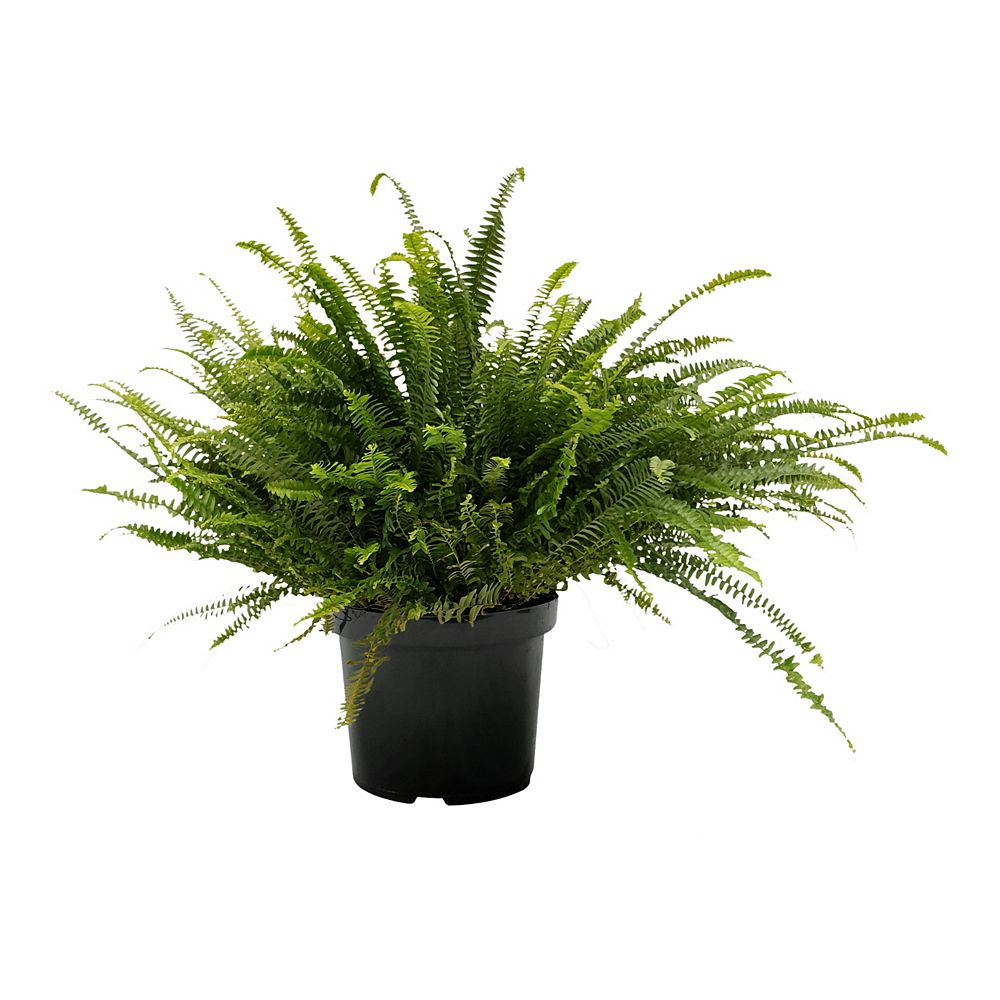 Landscape Basics 10-inch Kimberly Fern Queen 