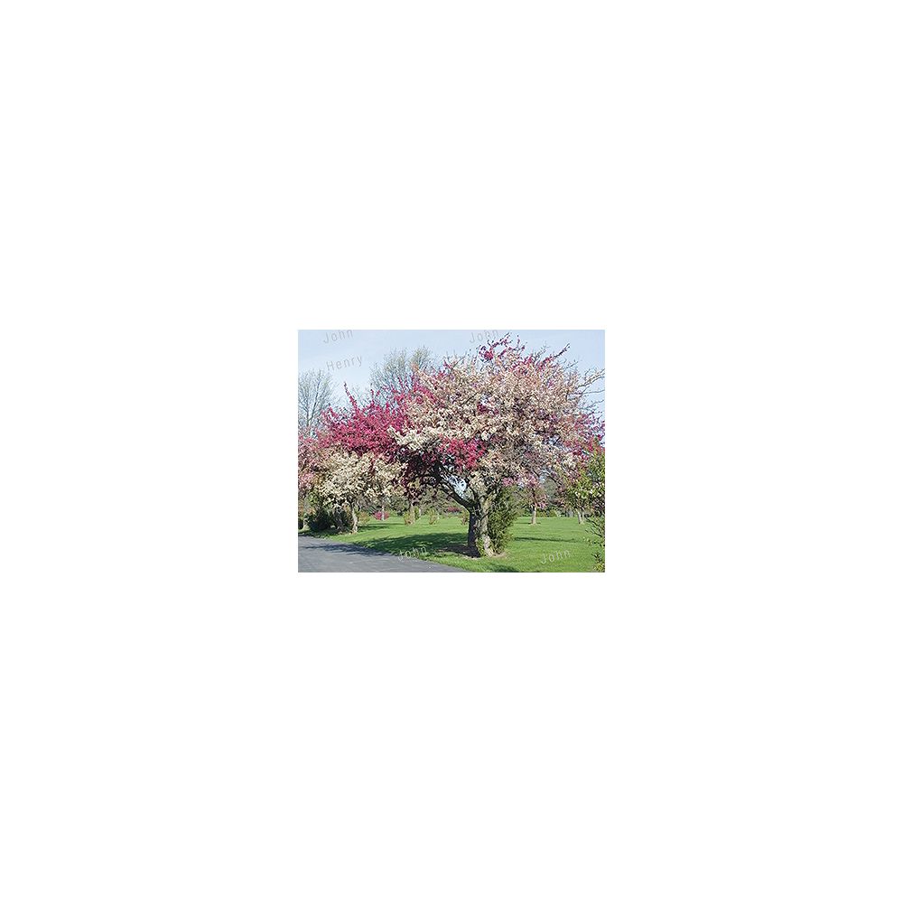 Landscape Basics 26.5L Fruit Combination Tree The Home Depot Canada