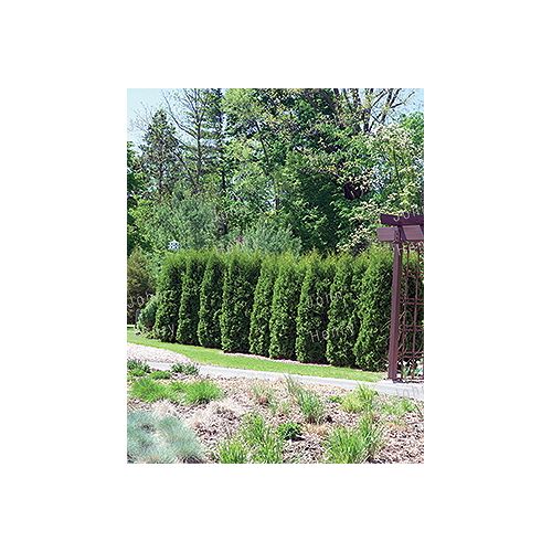 Trees & Shrubs The Home Depot Canada