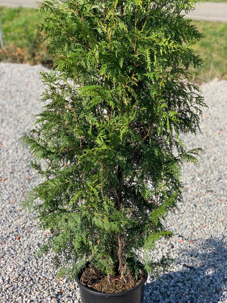 Landscape Basics Western Red Cedar 5g The Home Depot Canada