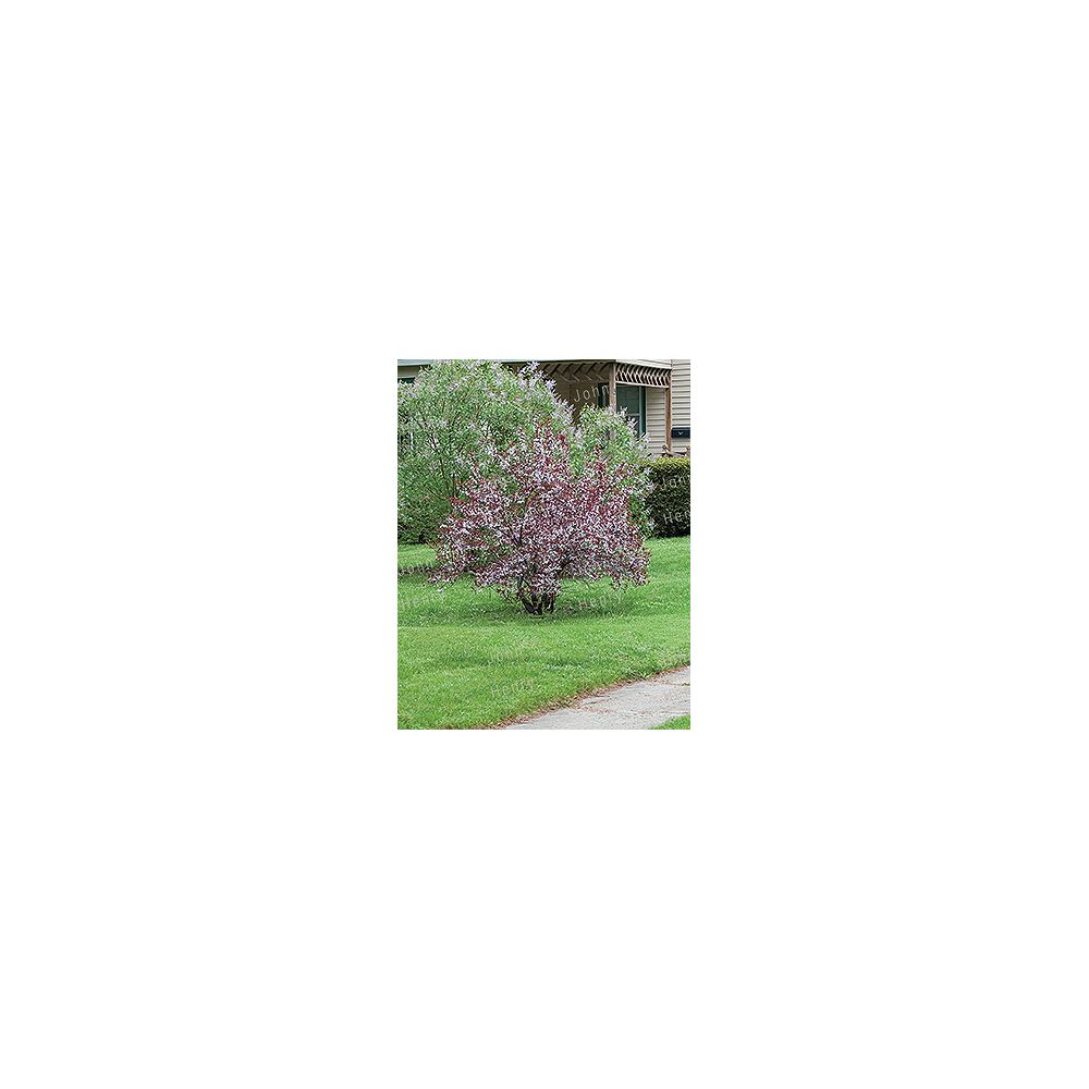 Landscape Basics 19l Purple Leaf Sandcherry Accent Plant The Home Depot Canada