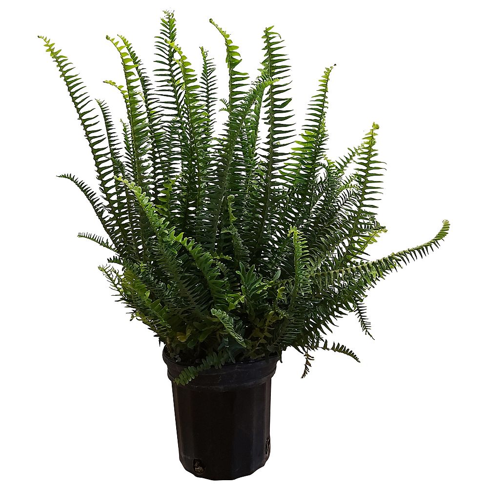 Landscape Basics 3.75L Kimberly Queen Fern Plant | The Home Depot Canada