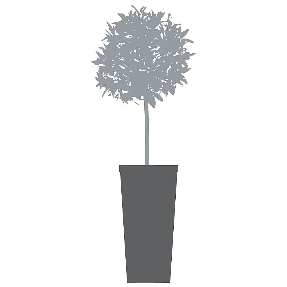 Blik Citrus Tree Graphite and Charcoal The Home Depot Canada