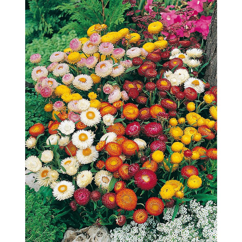 Mr. Fothergill's Seeds Strawflower Dwarf Spangled Mix Seeds The Home