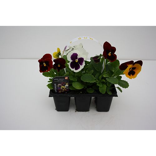 Annuals The Home Depot Canada