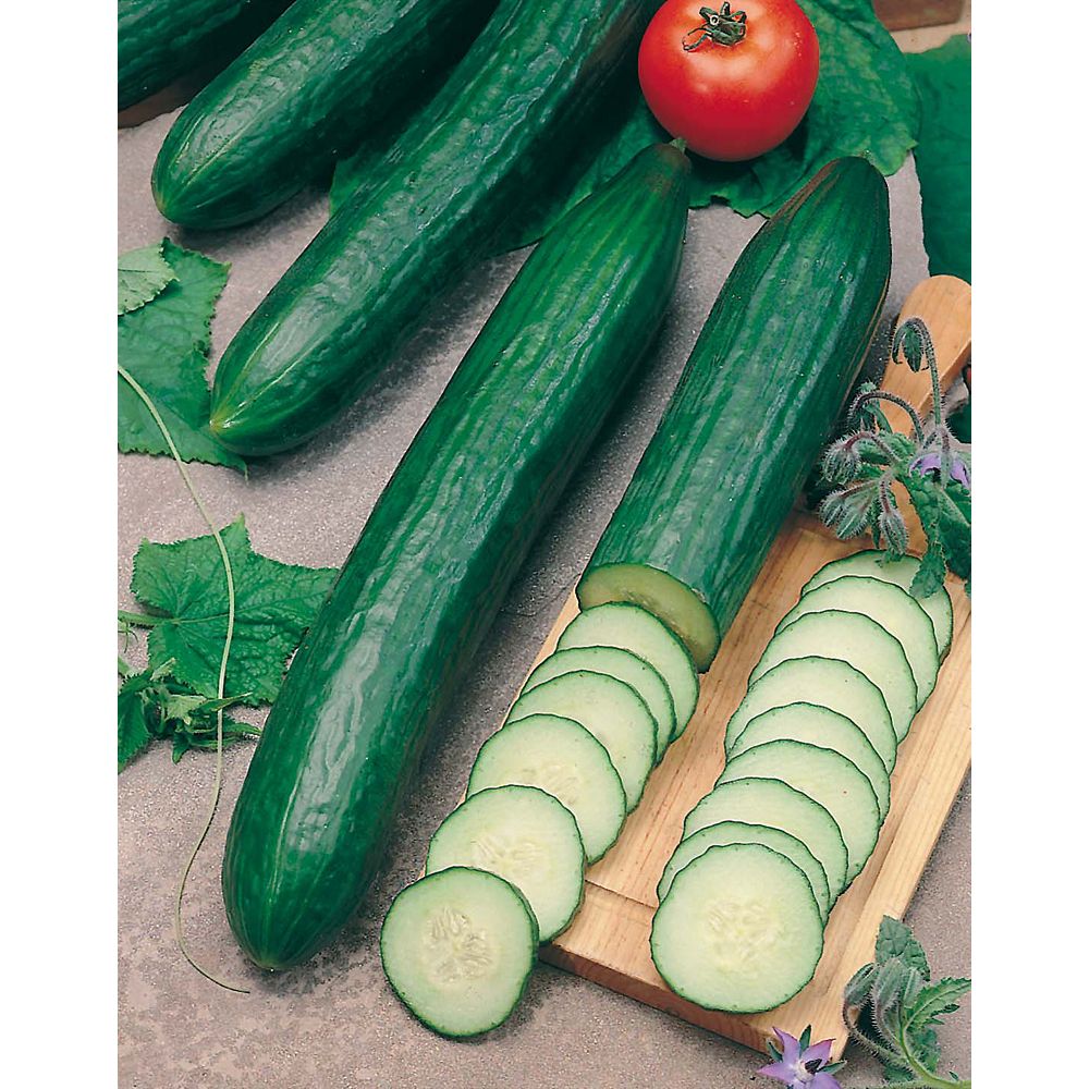 Mr. Fothergill's Seeds Cucumber Seeds - Long English | The Home Depot