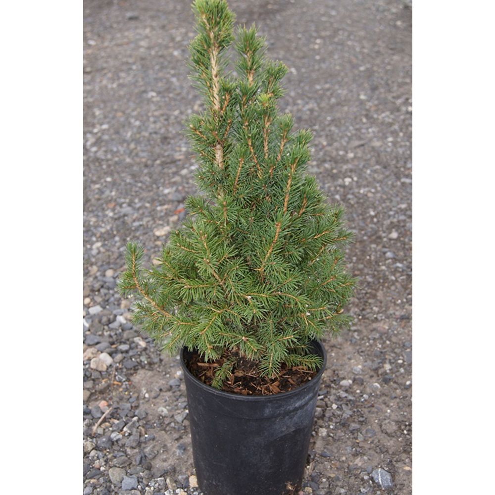 Landscape Basics 6inch Dwarf Alberta Spruce Shrub The Home Depot Canada