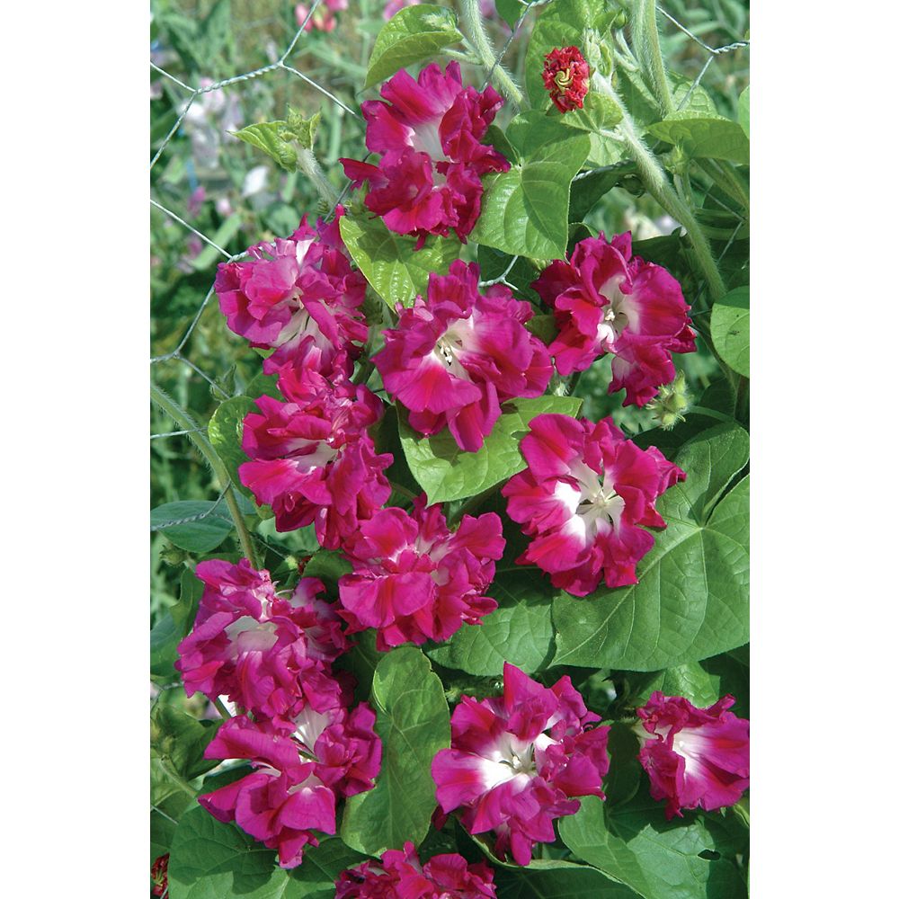 Johnsons Seeds Morning Glory Sunrise Serenade Seeds | The Home Depot Canada
