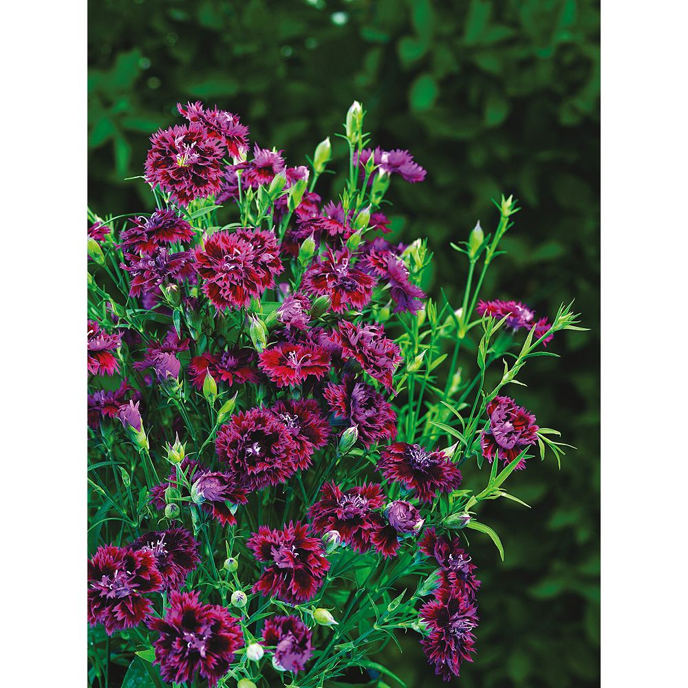 Johnsons Seeds Dianthus Fandango Seeds | The Home Depot Canada