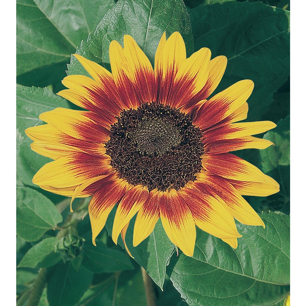 Mr. Fothergill's Seeds Sunflower Ring of Fire Seeds The Home Depot Canada