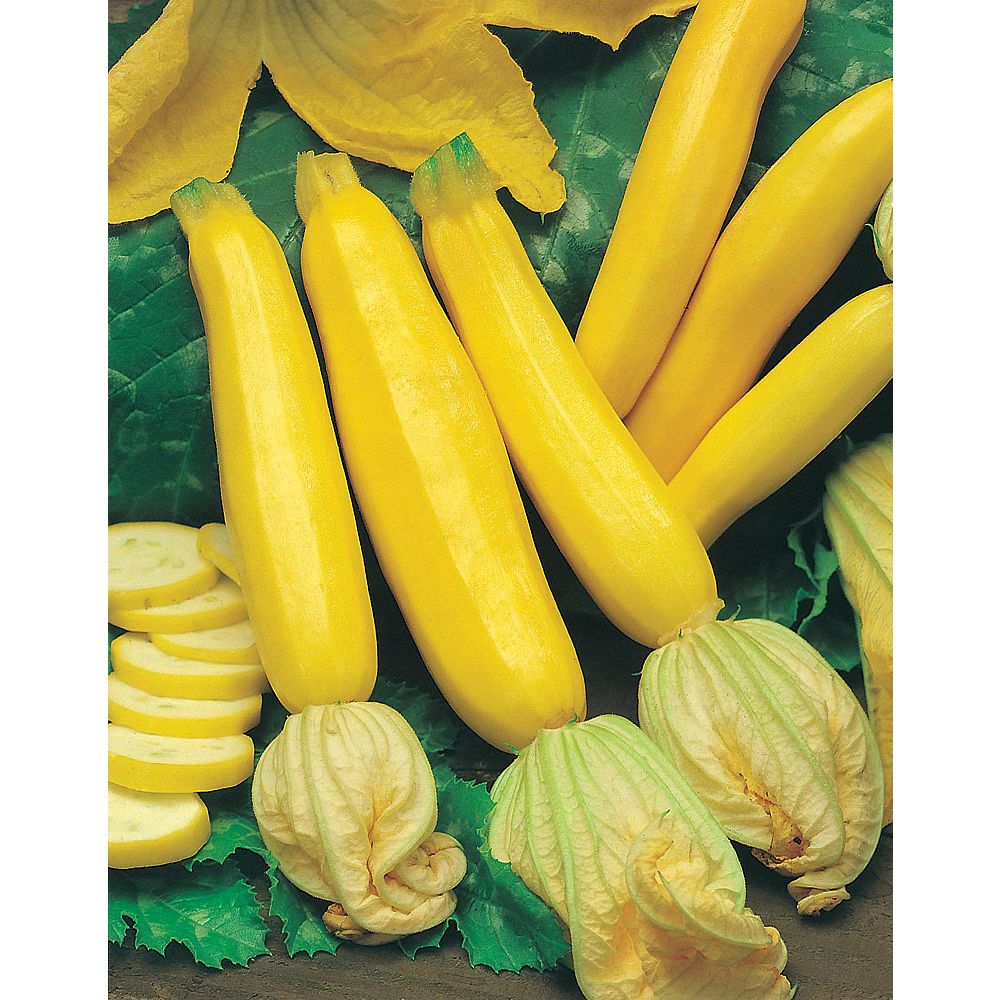 Mr Fothergill S Seeds Squash Yellow Zucchini Seeds The Home Depot Canada
