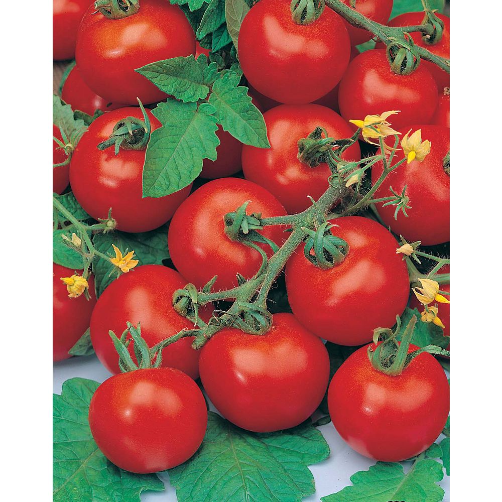 Mr Fothergills Seeds Tomato Sub Arctic Plenty Seeds The Home Depot Canada