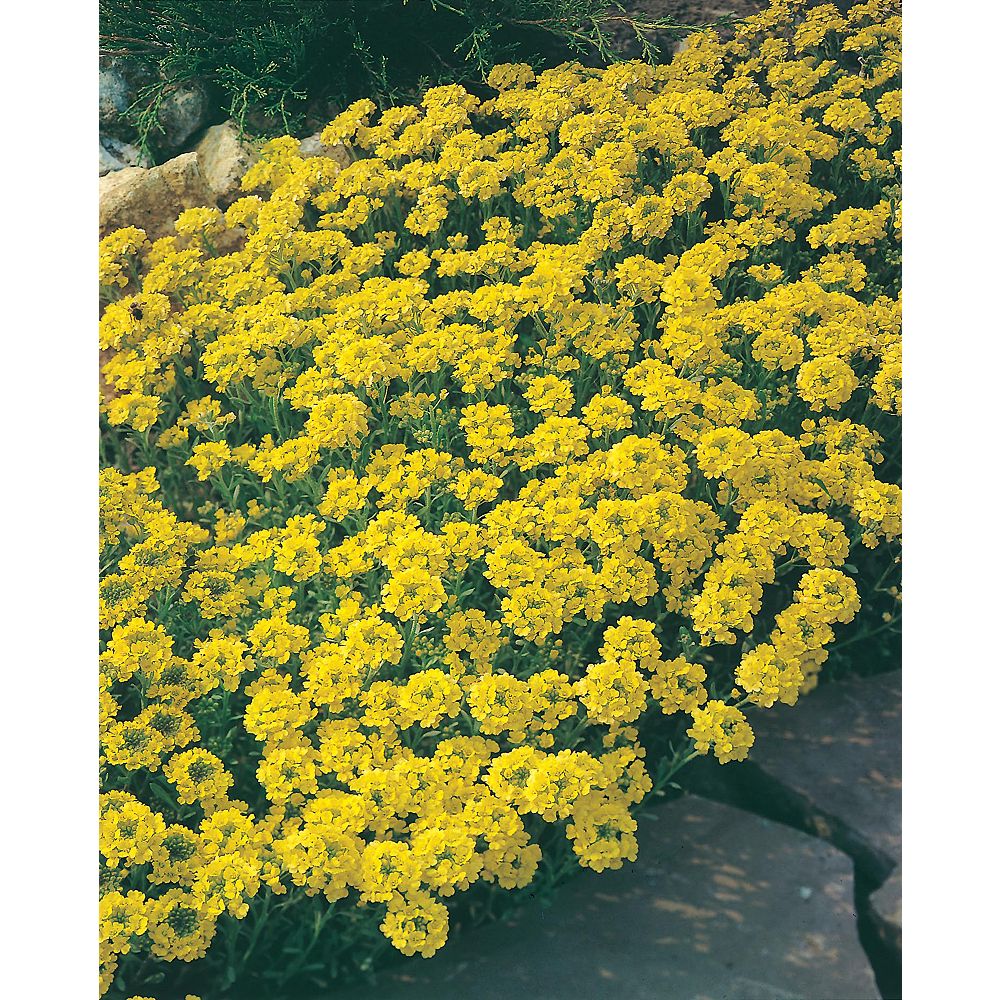 Johnsons Seeds Alyssum Saxatile Gold Dust Seeds The Home Depot Canada