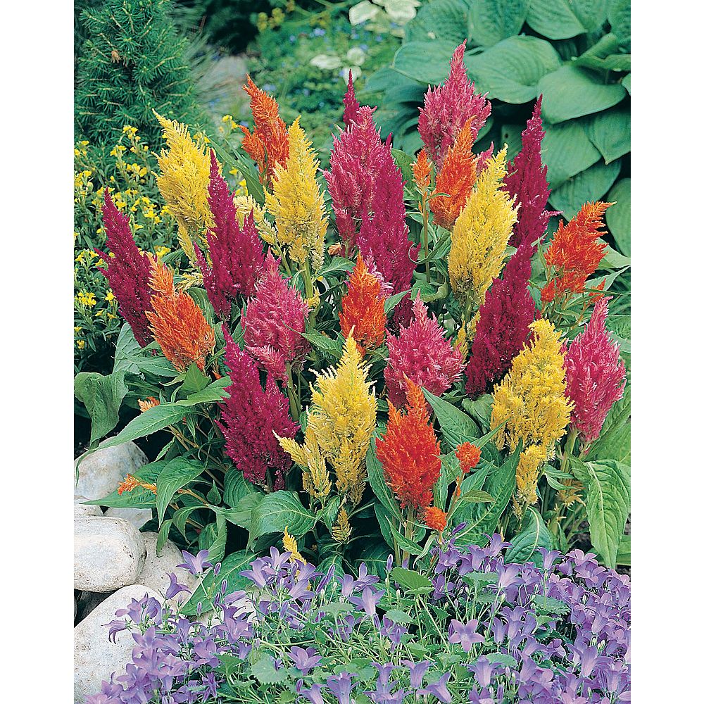 Johnsons Seeds Celosia Prince of Wales Seeds | The Home Depot Canada