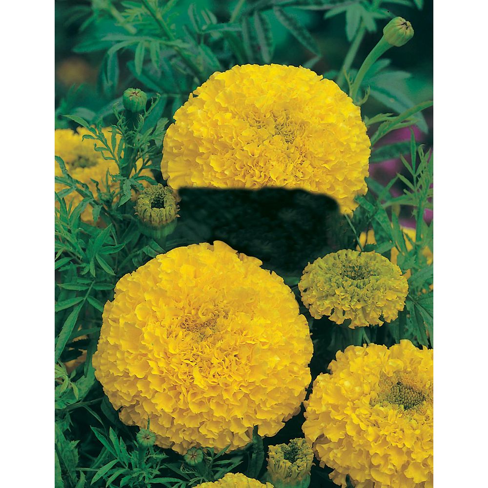 Johnsons Seeds Marigold African Sunspot Yellow Seeds | The Home Depot