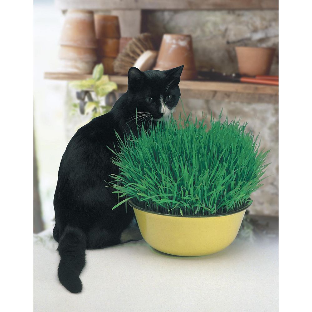 Mr. Fothergill's Seeds Cat Grass (Avina Sativa) Seeds | The Home Depot