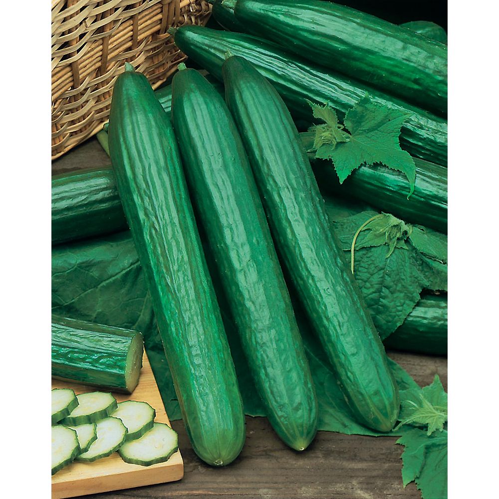 Mr. Fothergill's Seeds Cucumber Long English Seeds The Home Depot Canada