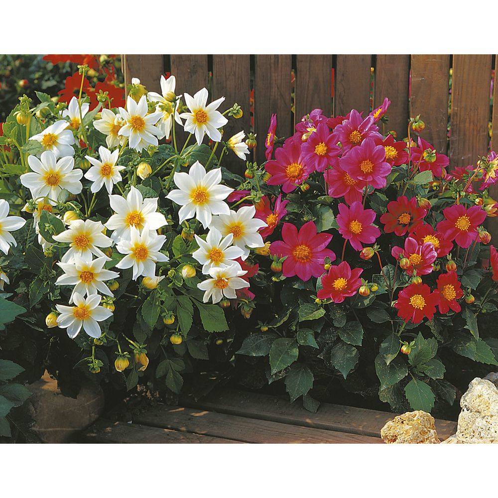 Johnsons Seeds Dahlia Mignon White Shades Seeds | The Home Depot Canada