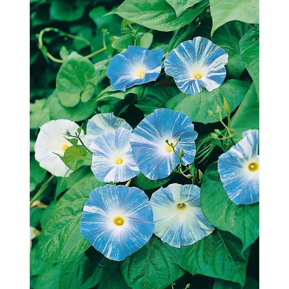 Johnsons Seeds Morning Glory Flying Saucers Seeds | The Home Depot Canada
