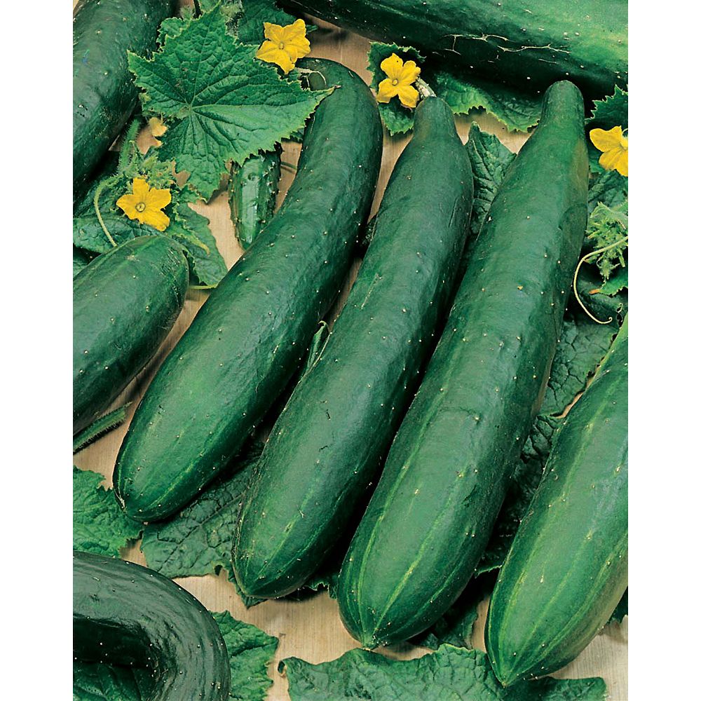 Mr. Fothergill's Seeds Cucumber Burpless Seeds The Home Depot Canada