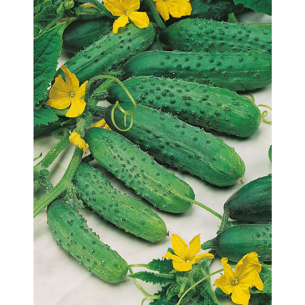 Mr. Fothergill's Seeds Cucumber National Pickling Seeds The Home
