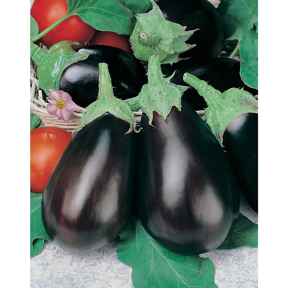 Mr. Fothergill's Seeds Eggplant Black Beauty Seeds The Home Depot Canada