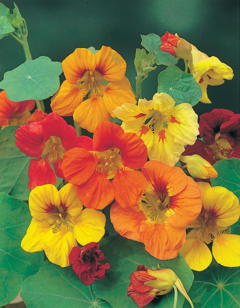 Mr. Fothergill's Seeds Nasturtium Trailing Mixed Seeds The Home Depot