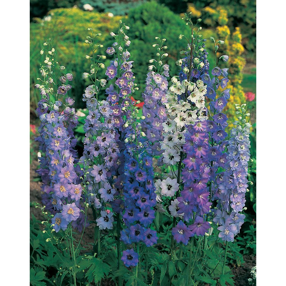 Mr. Fothergill's Seeds Delphinium Pacific Giants Seeds The Home Depot Canada