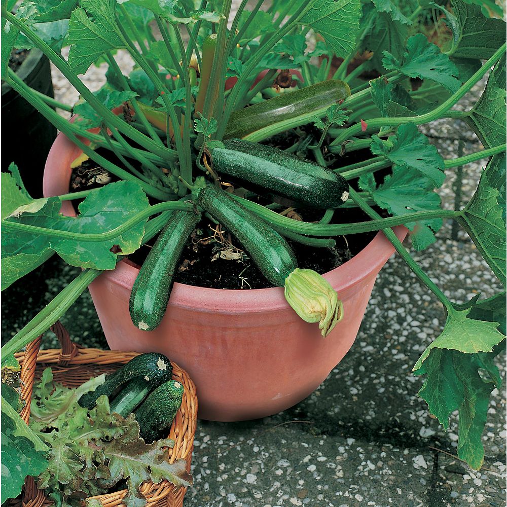Johnsons Seeds Zucchini Endurance F1 Seeds The Home Depot Canada