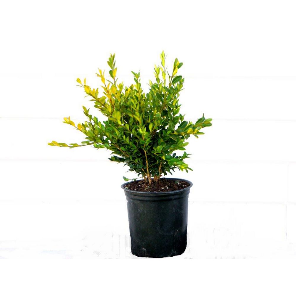Landscape Basics 3 Gal. Boxwood Shrub The Home Depot Canada