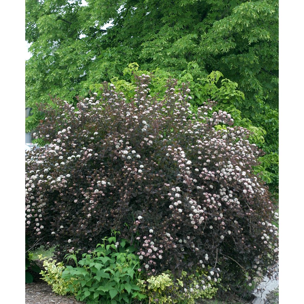 Proven Winners PW 8inch Physocarpus Summer Wine Plant