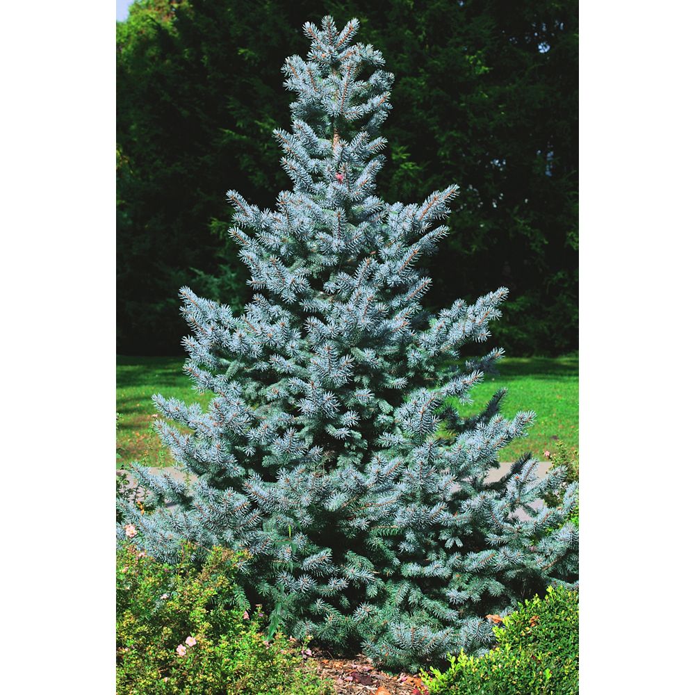 Landscape Basics 37 85l Baby Blue Spruce Tree The Home Depot Canada Landscape Basics 37 85l Baby Blue Spruce Tree The Home Depot Canada